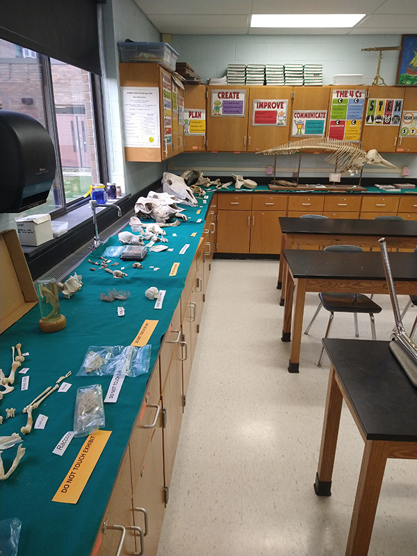 A classroom with cabinets around the perimeter. The countertop is green and is filled with fossils and bones. All are labeled.