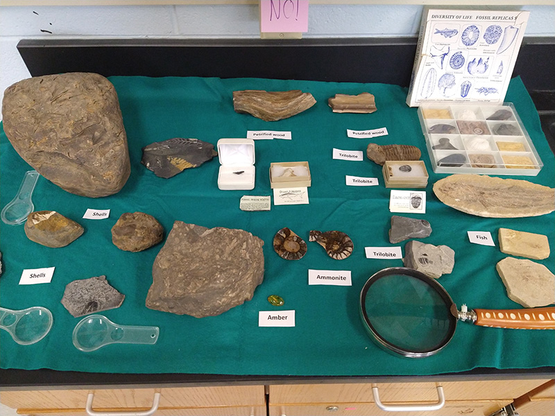 A classroom lab. The countertop is green and has fossils on it.