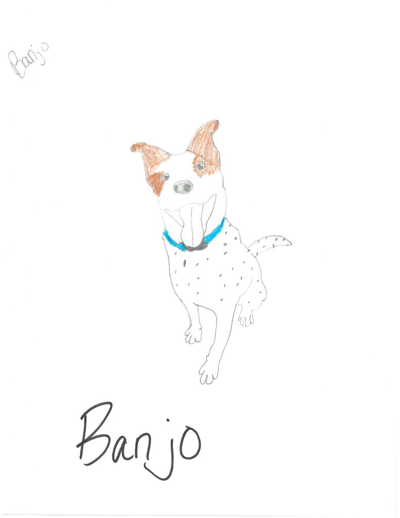 A drawing of a mostly white dog with brown ears and eyes with a blue collar. Banjo is printed on the bottom.