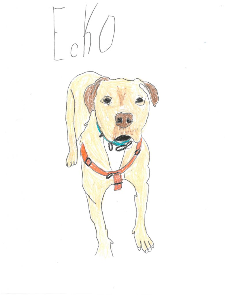 A tan dog with darker brown eyes, with a red harness and blue collar. Ecko is written above the drawing.