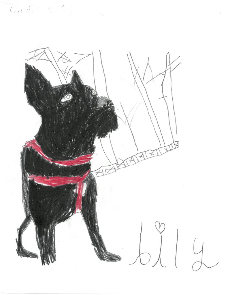 A drawing of a black dog with a red harness. Lily is written on the bottom.