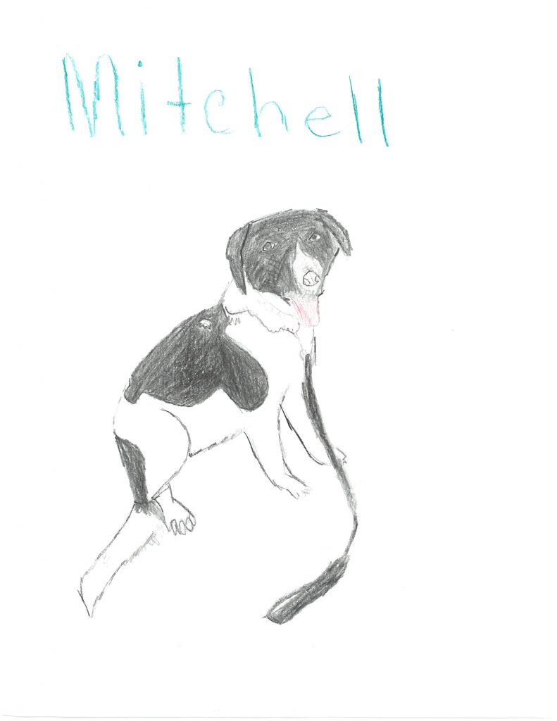 A drawing of a black and white dog with a black leash. Mitchell is written along the top.