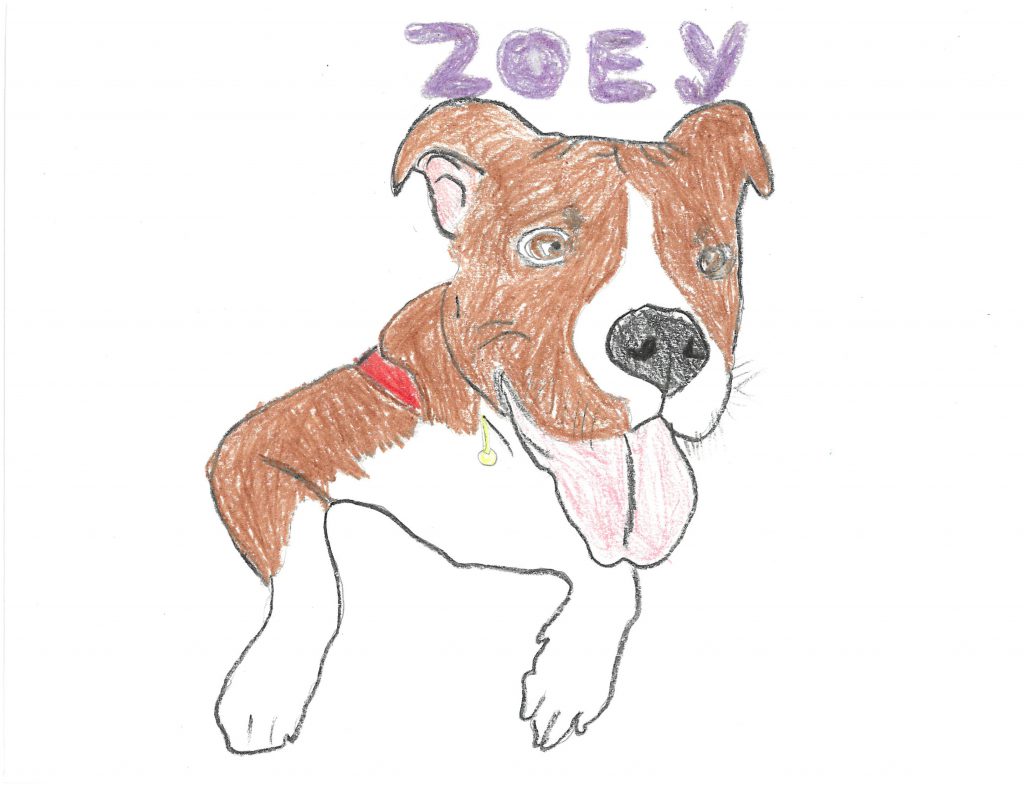 A drawing of a brown and white dog with his tongue sticking our. Above is the name Zoey.