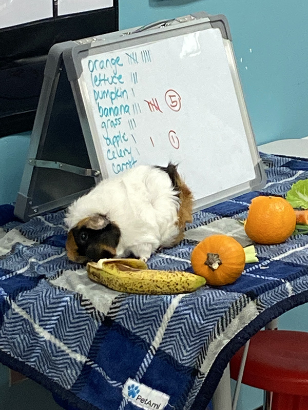 A fuzzy guinea pig sits on a blue plaid table cloth on a small table. There is a banana near her, a small pumpkin and an orange.