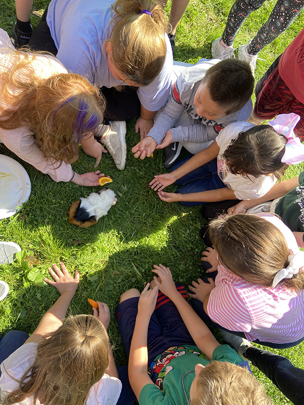 A circle of fourth-grade students  play with a guinea pig in the center. Some have oranges for her.