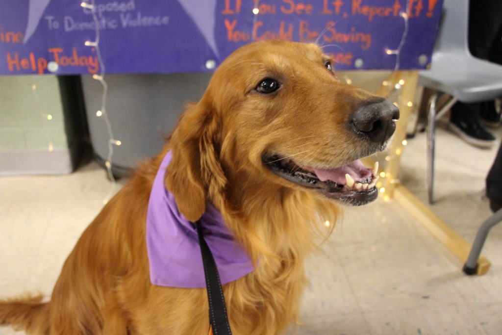 A beautiful dog with longer reddish blonde fur sits and smiles. He has a purple bandana around his neck.