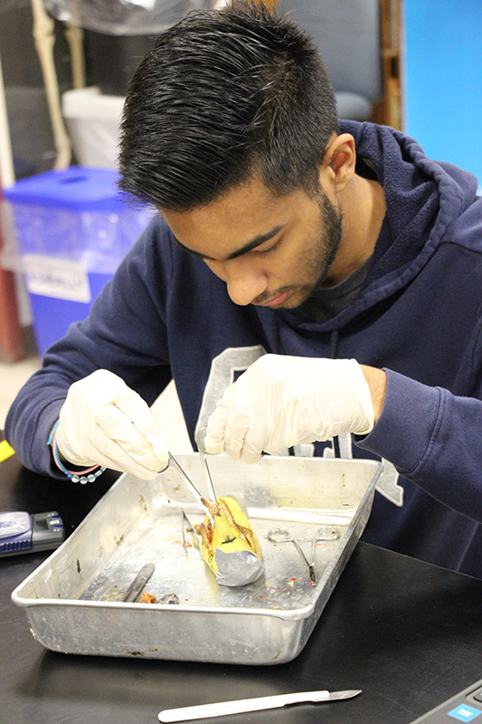 A high school young man, wearing a blue sweatshirt and latex gloves, uses a clamp to hold open a banana skin that is on a tray,