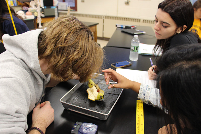 Two high school students look closely at a banana on a tray.