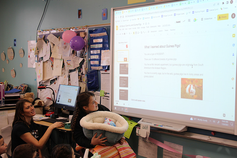 A fourth-grade girl sits holding a soft carrier that has a guinea pig in it. She is looking at a screen next to her reading facts about guinea pigs.