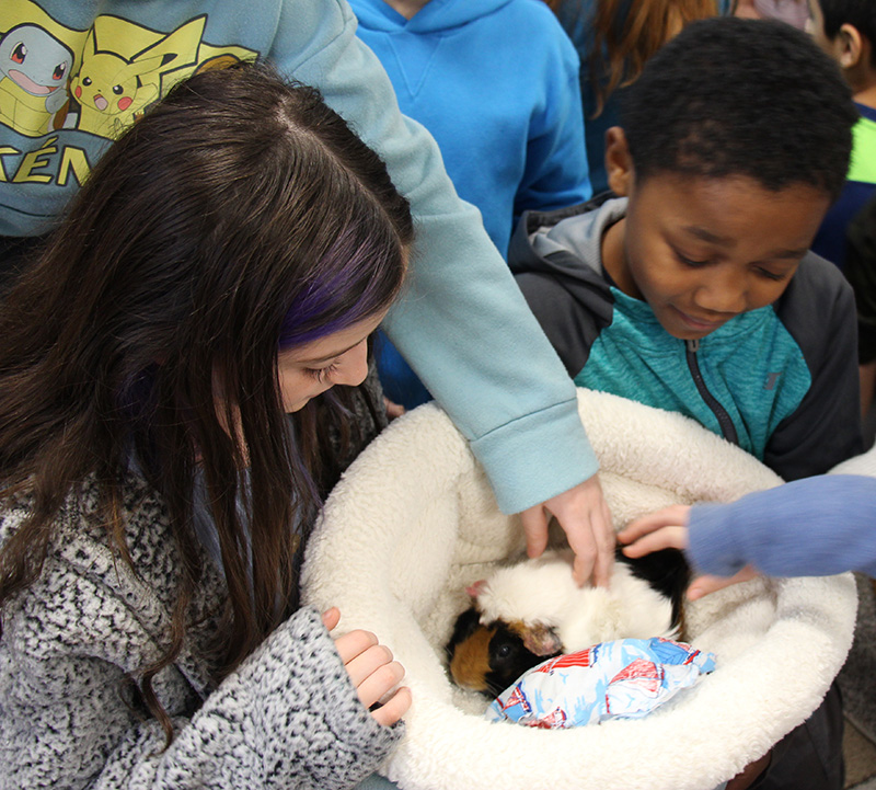 A fourth-grade girl with long brown hair holds a soft carrier along with a fourth-grade boy with short black hair. In the carrier is a brown, black and white guinea pig. There are hands going into the carrier to pet her.