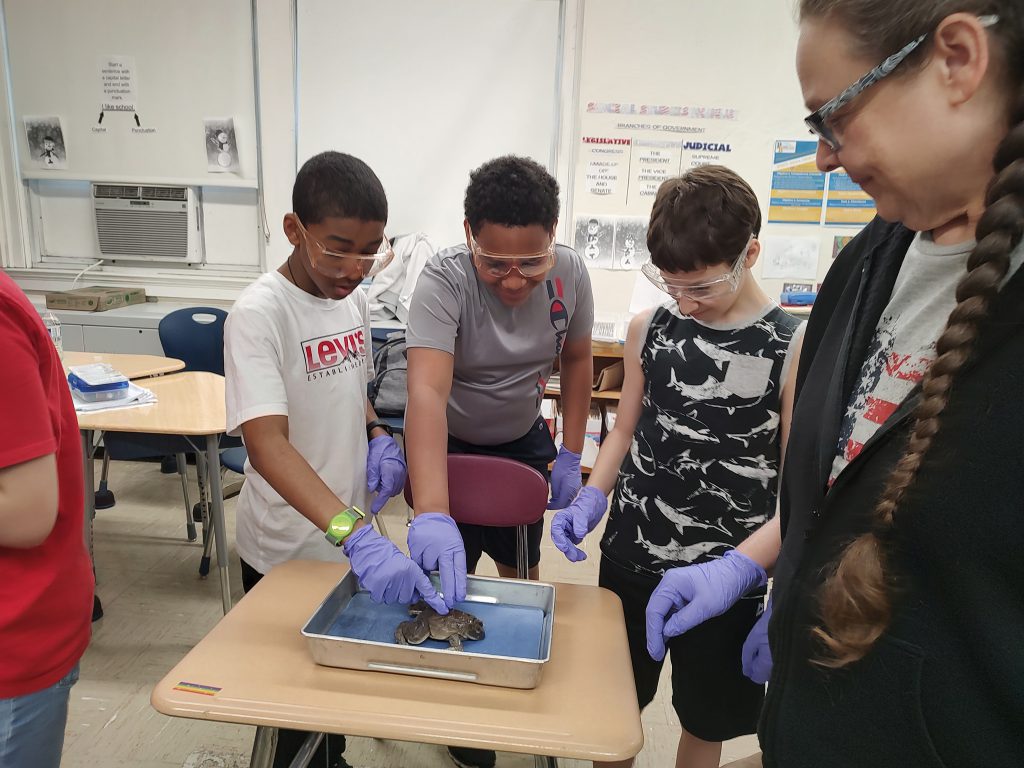 ?a woman stands and watches as three middle school students touch a frog before dissections.