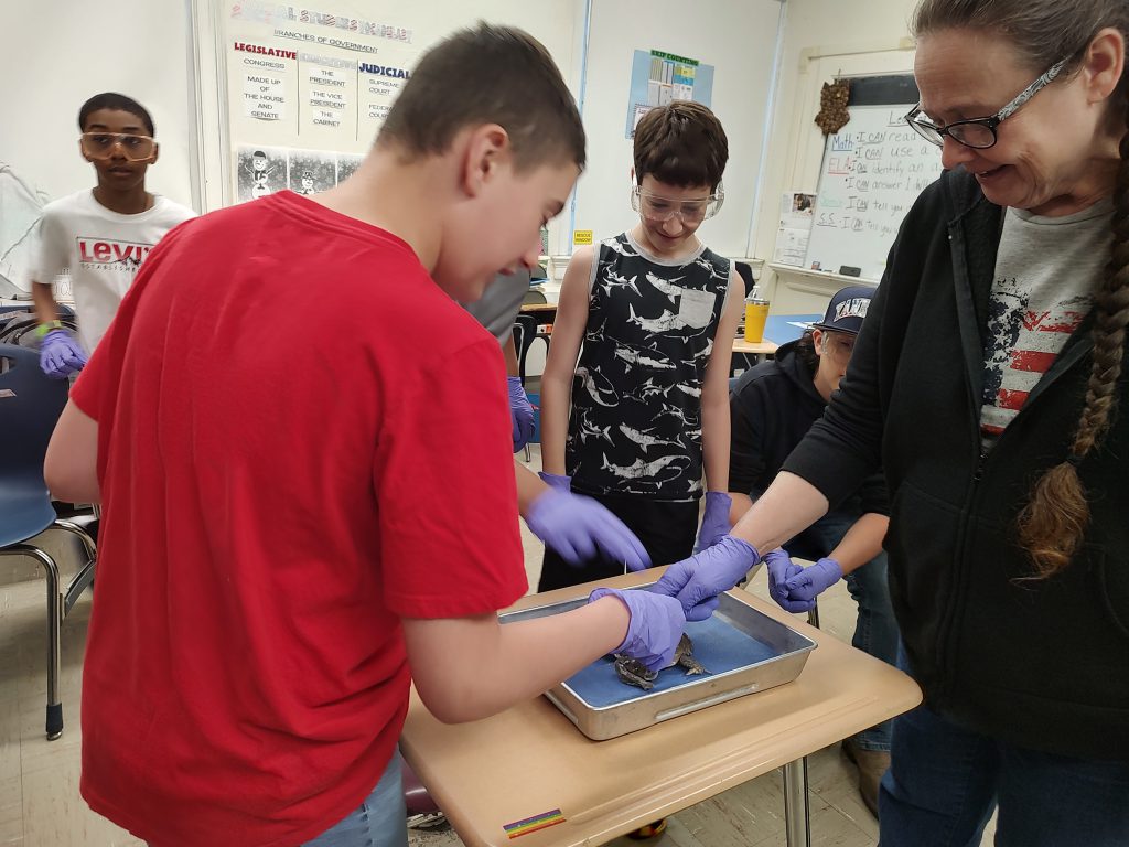 Middle school students with purple rubber gloves on help dissect a frog.