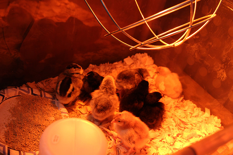 A bunch of baby chicks, yellow and black, sit in a case with a large light over them to keep them warm.