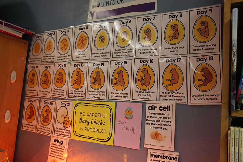 Sheets of paper on a wall, each showing the difference in a baby chick in the egg for the first 21 days.