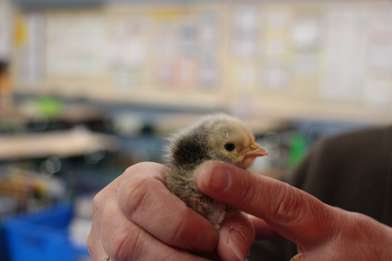 An adults hands hold a baby chick, that is yellow and black.