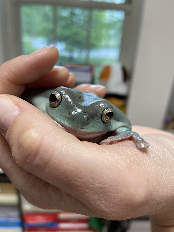 A shiny frog in the palm of a hand.