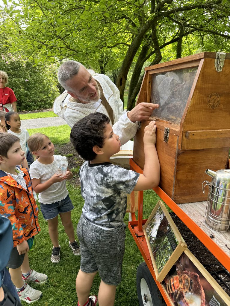 A kindergarten boy points into a wooden box with a glass front. There are bees in it.